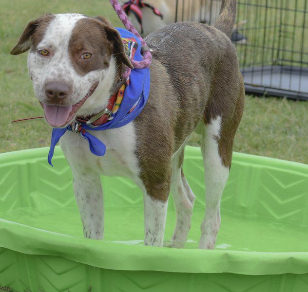 Shelter Pet of the Week - Dude